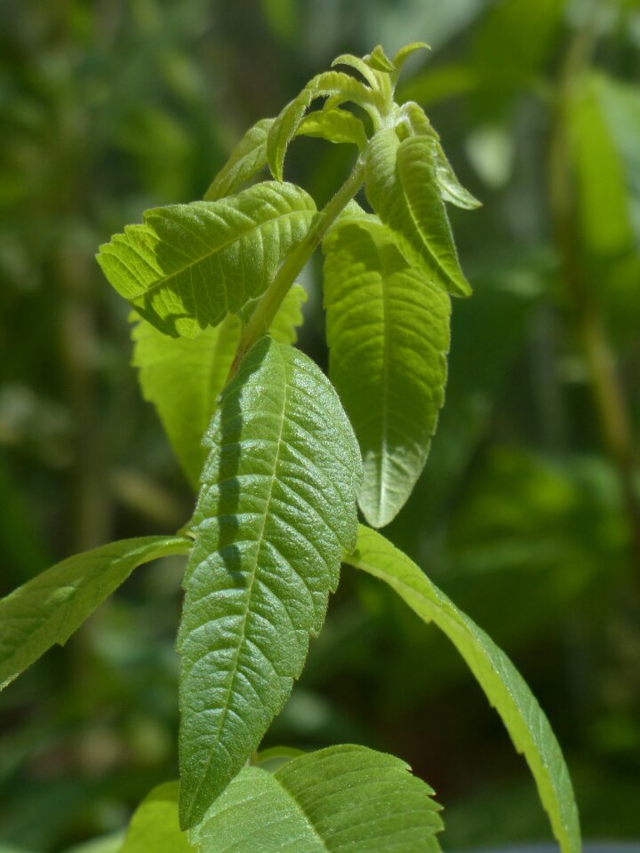Leaves green aloysia citrodora