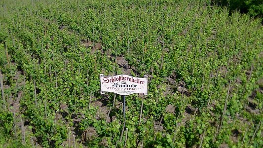 Winegrowing viticulture vines