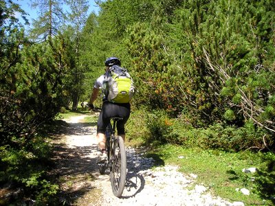 Professional cyclist singletrail forest