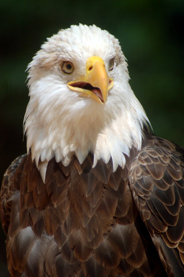 Nature natural american
