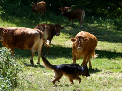 Meeting co excistance pasture