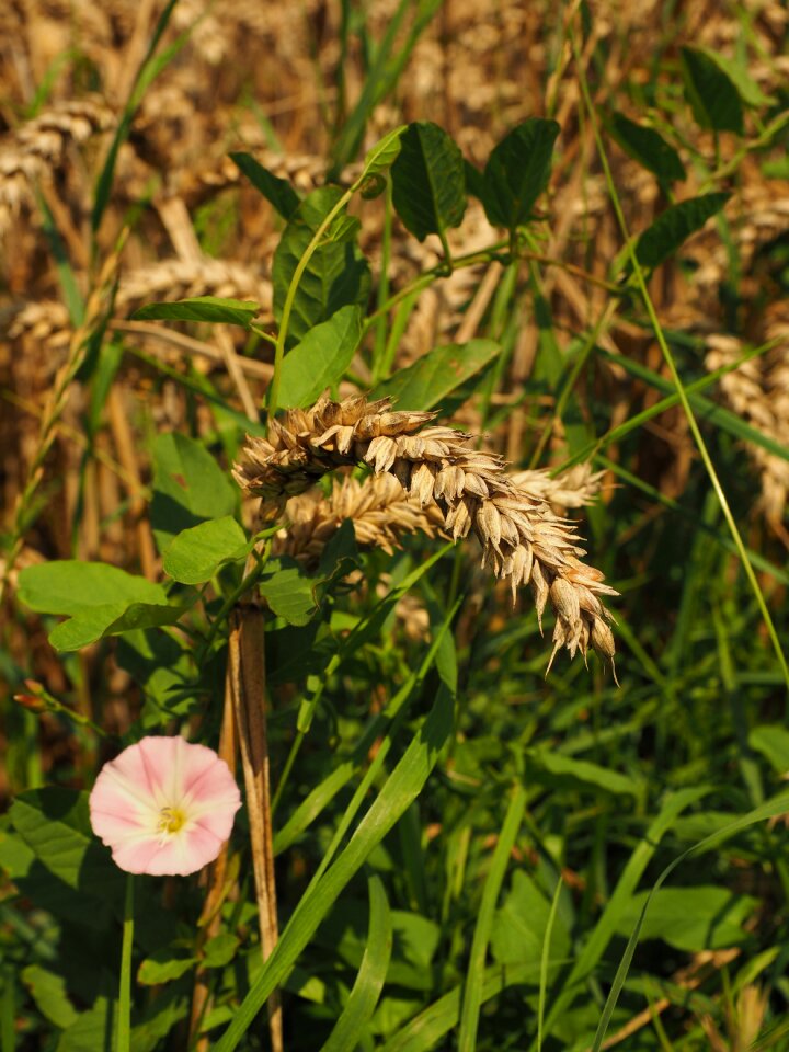 Cereals grain bindweed