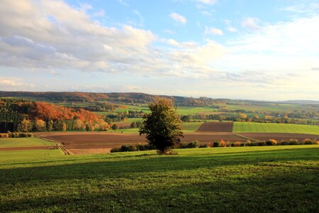 Tree field meadow