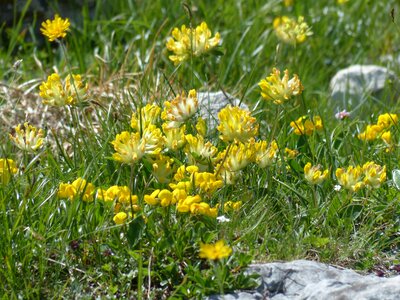 Bloom yellow genuine turquoise