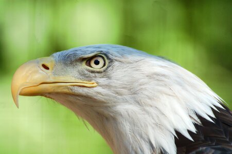 Nature natural american