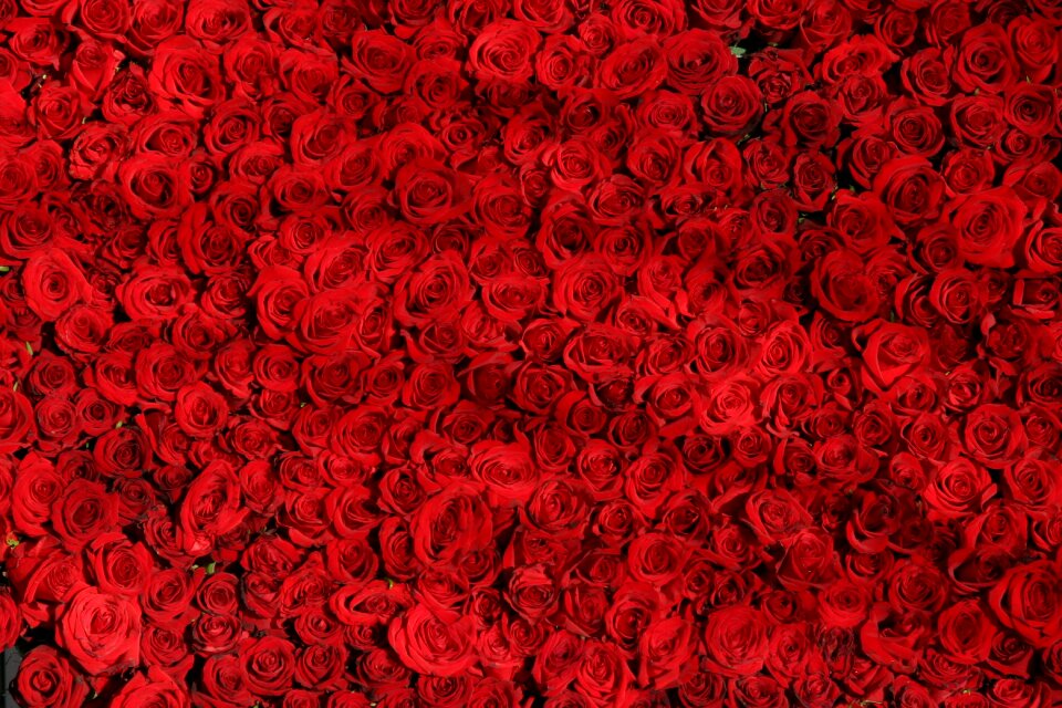 Red valentine rose wallpaper
