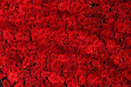 Red valentine rose wallpaper photo