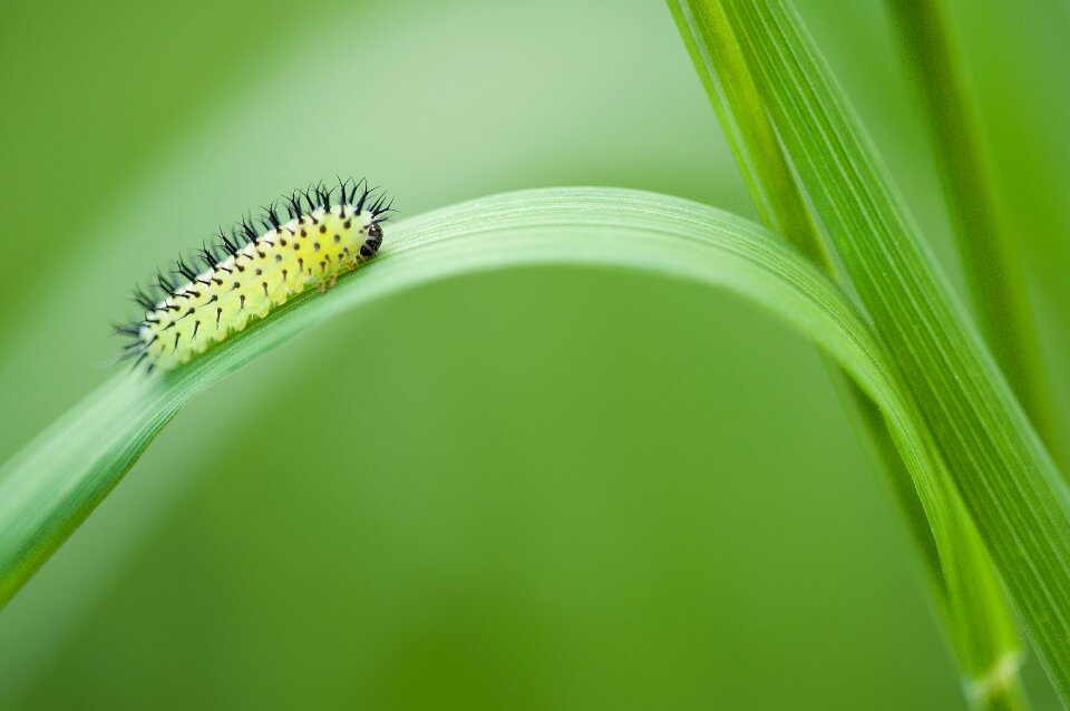 Nature green stage of development