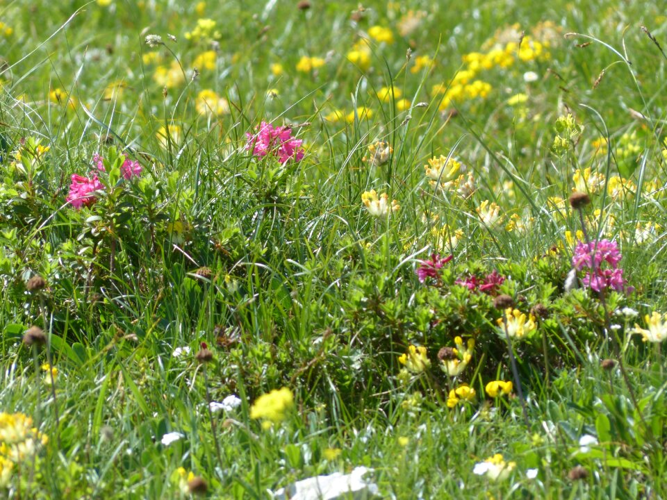 Alpine allgäu flowers