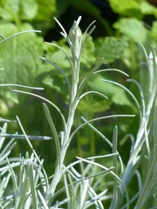Spice curried cabbage helichrysum italicum photo