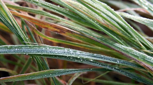 Covered frosted frozen photo