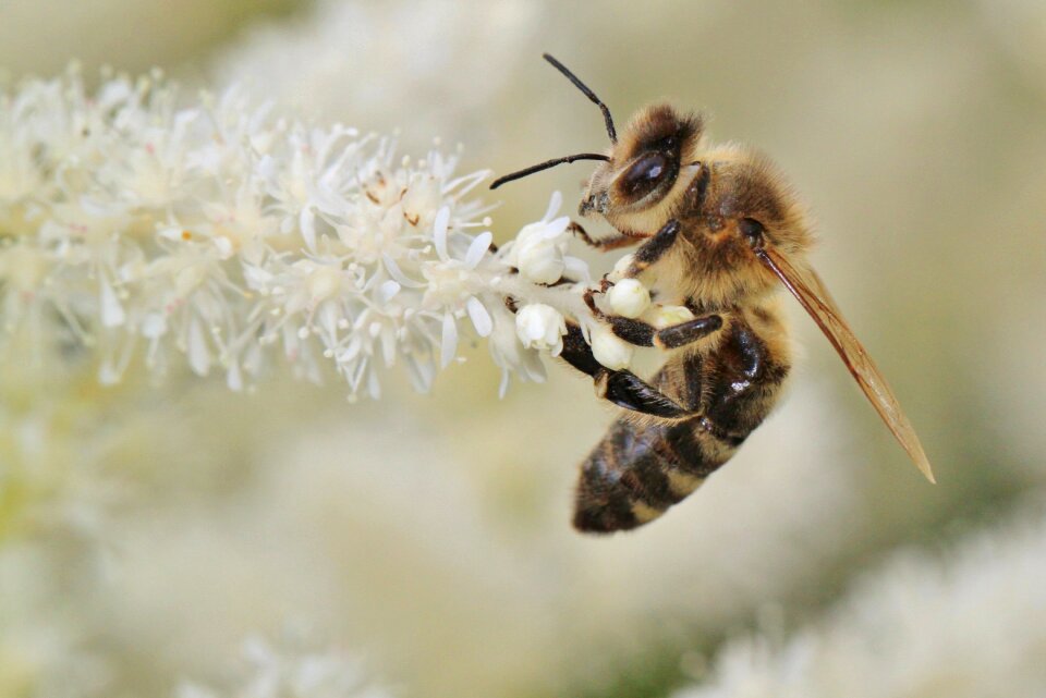 Blossom bloom pollination