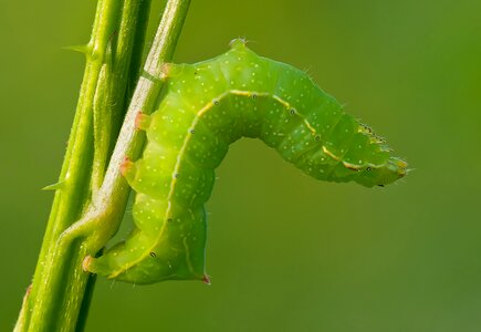 Green nature close up