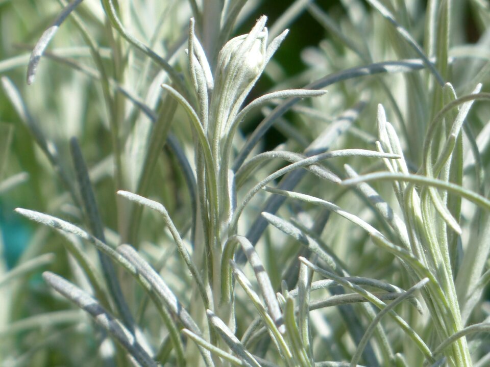 Spice curried cabbage helichrysum italicum