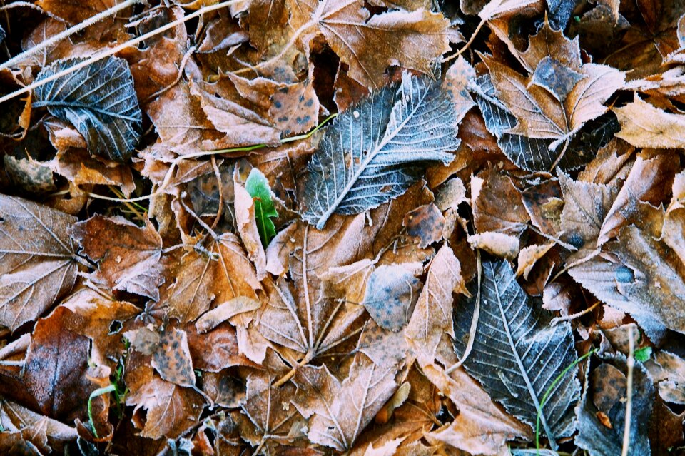 Environment natural season
