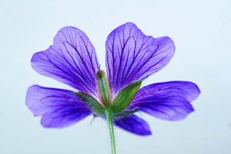 Blue bloom flower photo