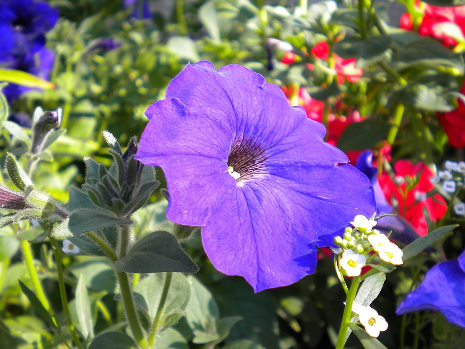 Gardening container bloom