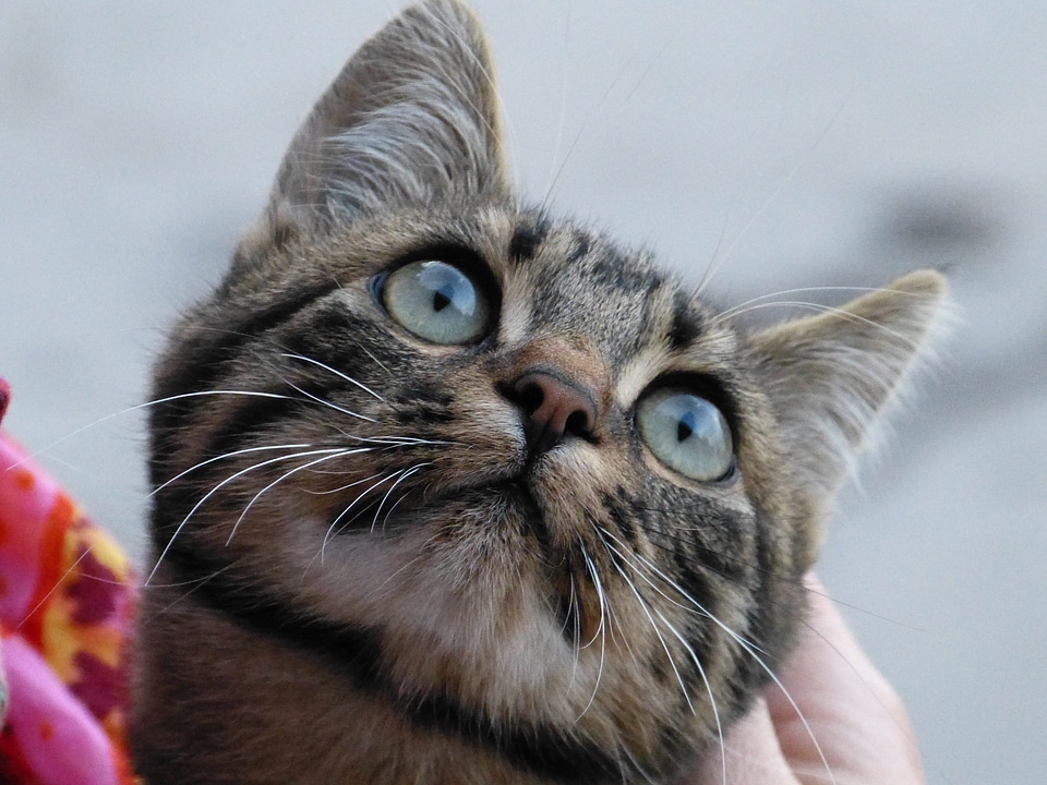 Cat cat's eyes curious