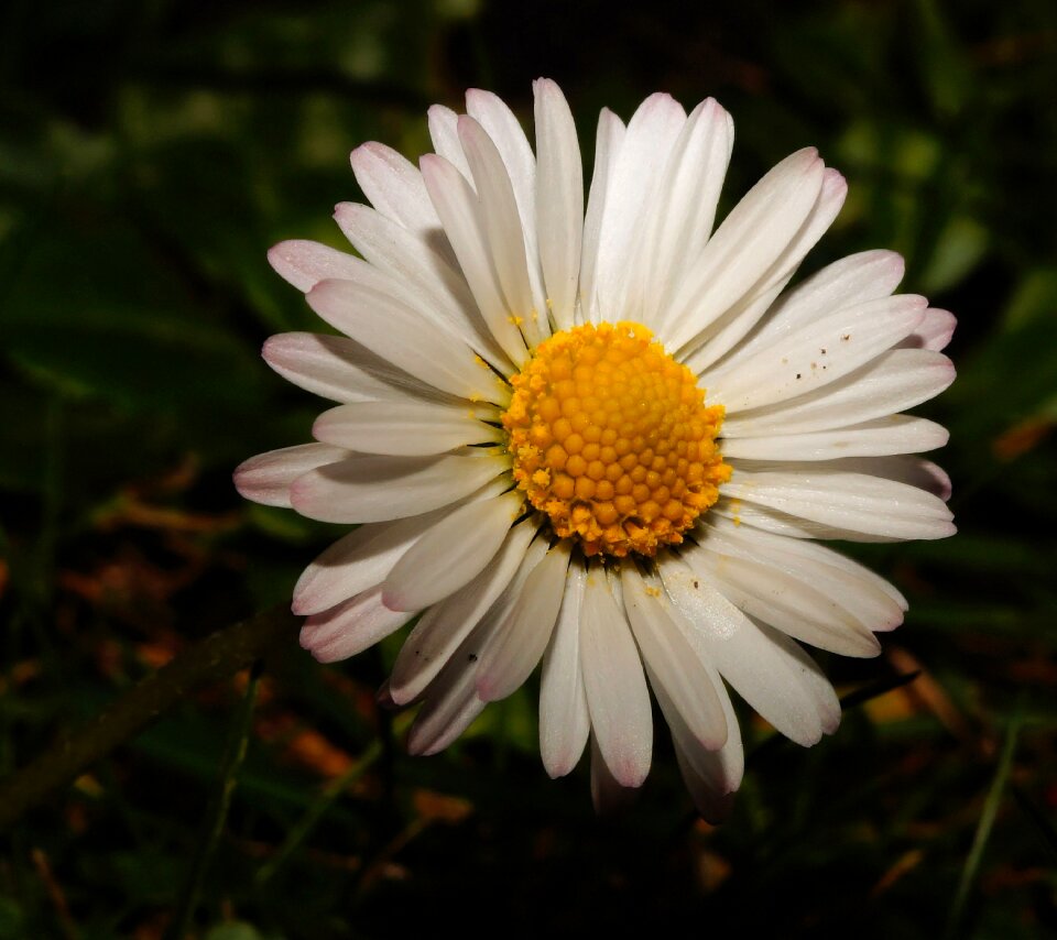 Bloom close up nature