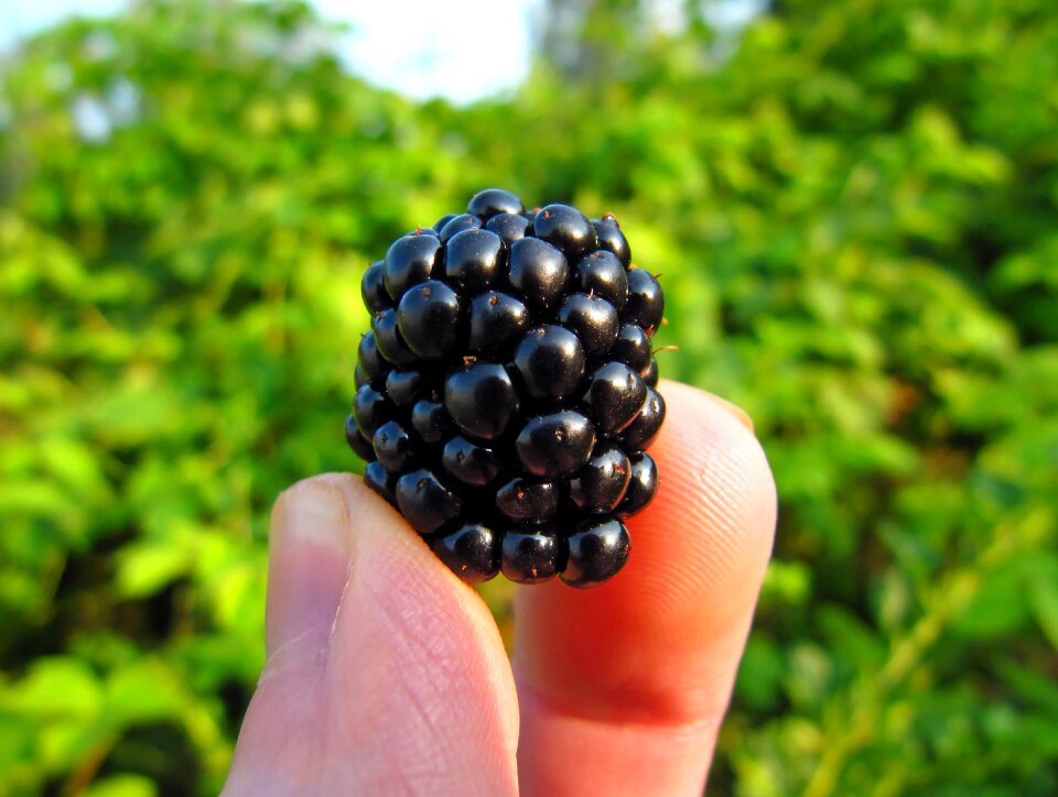 Picked fresh health