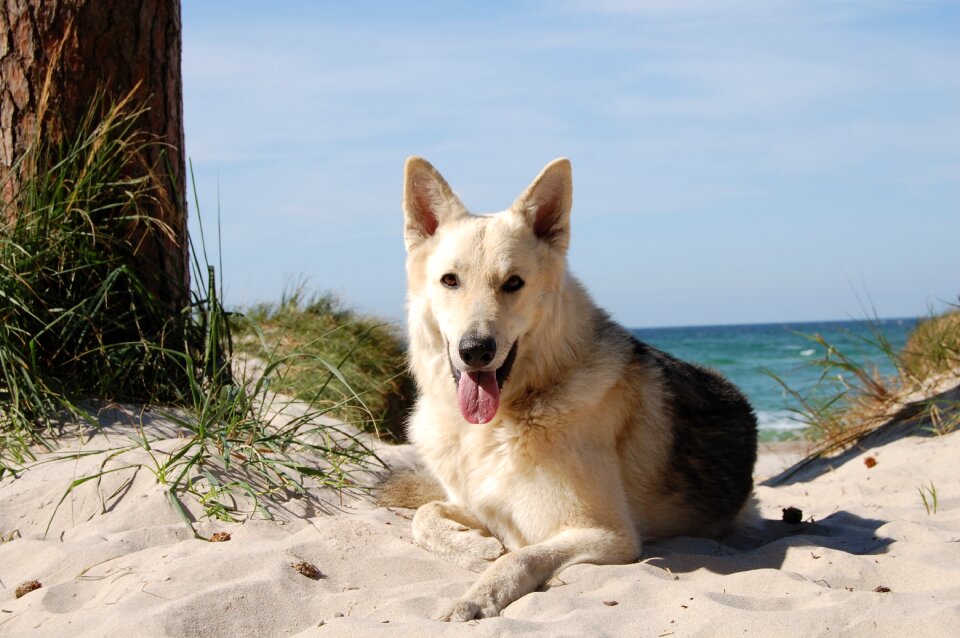 Schäfer dog beach sand
