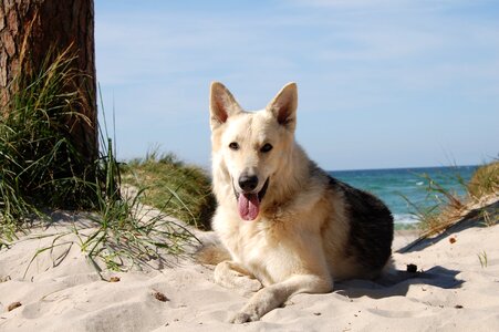 Schäfer dog beach sand photo