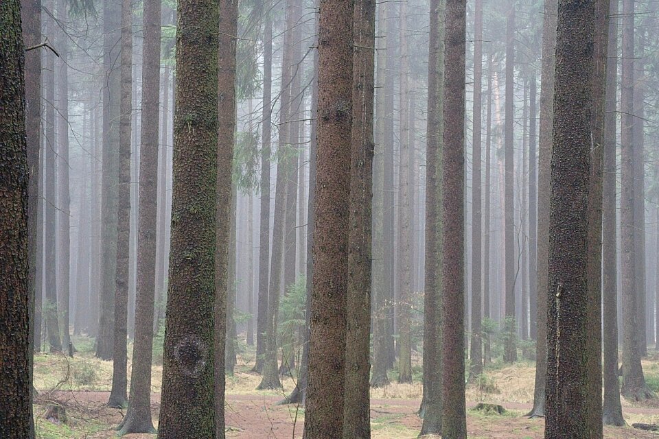 Nebenl trees tree trunks