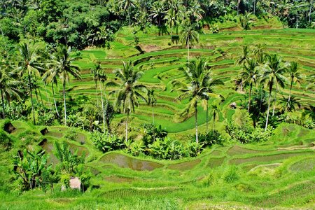 Rice crops palms