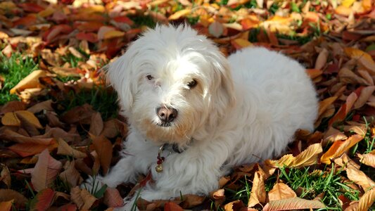 White pet autumn