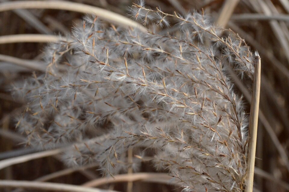Reed grasses marsh plant