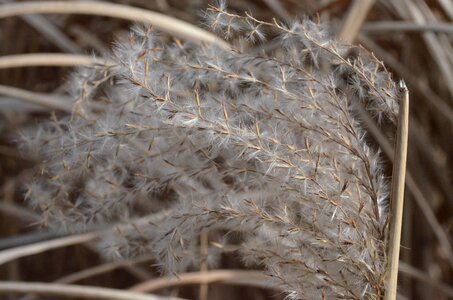 Reed grasses marsh plant