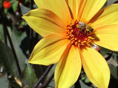 Summer natural petal