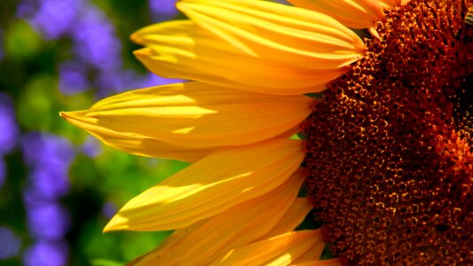 Petals yellow brown