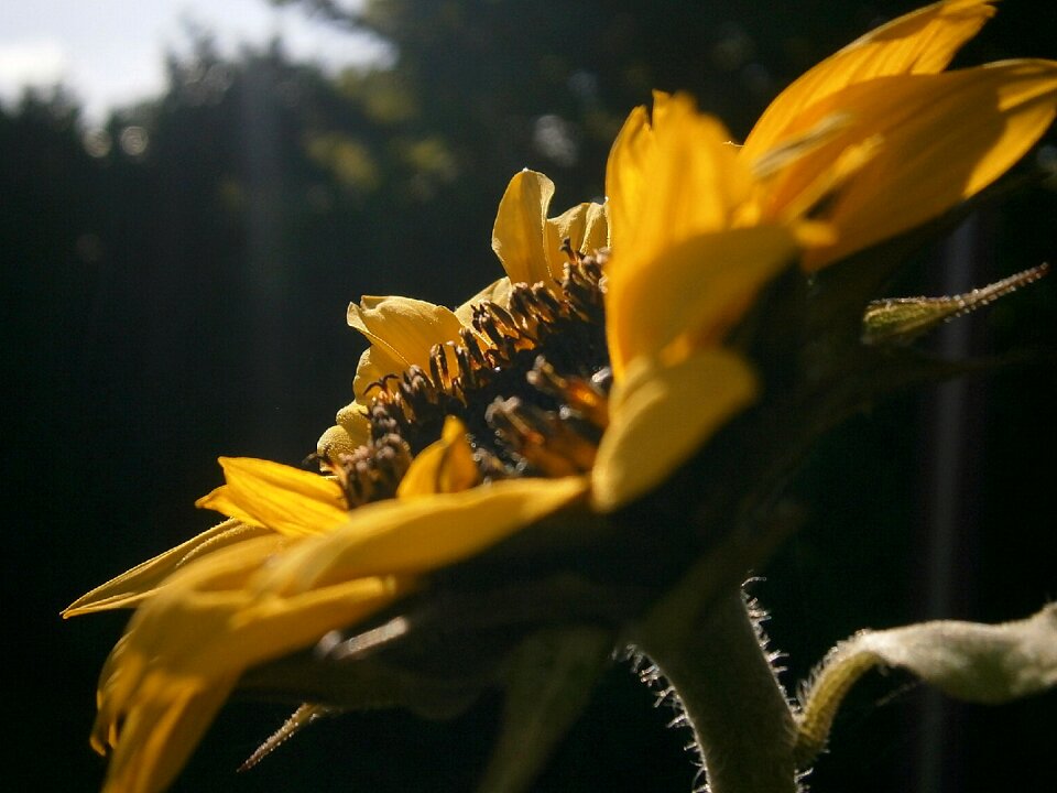 Bloom yellow bloom