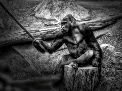 Zoo ape dew