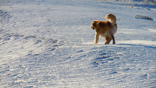 Snow retriever puppy