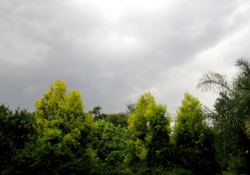 Broody trees green