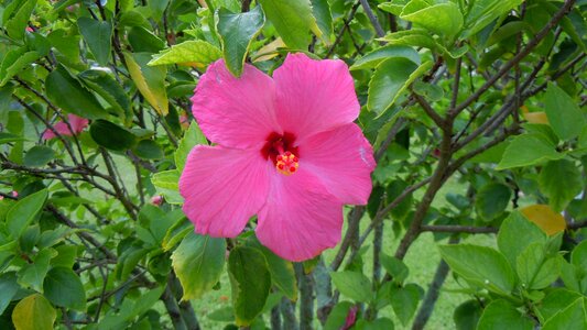 Petals blossoms blooms