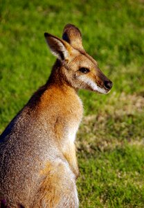 Queensland marsupial wild
