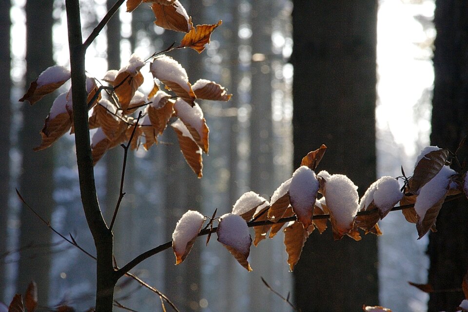 Leaves beech leaves cold