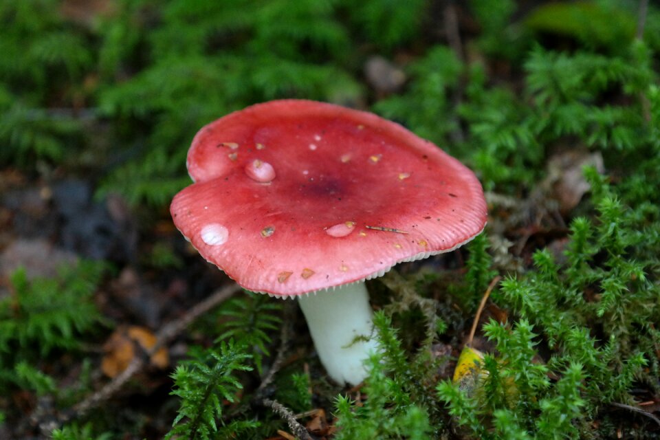 Cherry spei russula mem russula russula emetica
