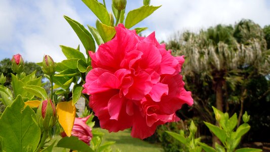 Multiple layers petals