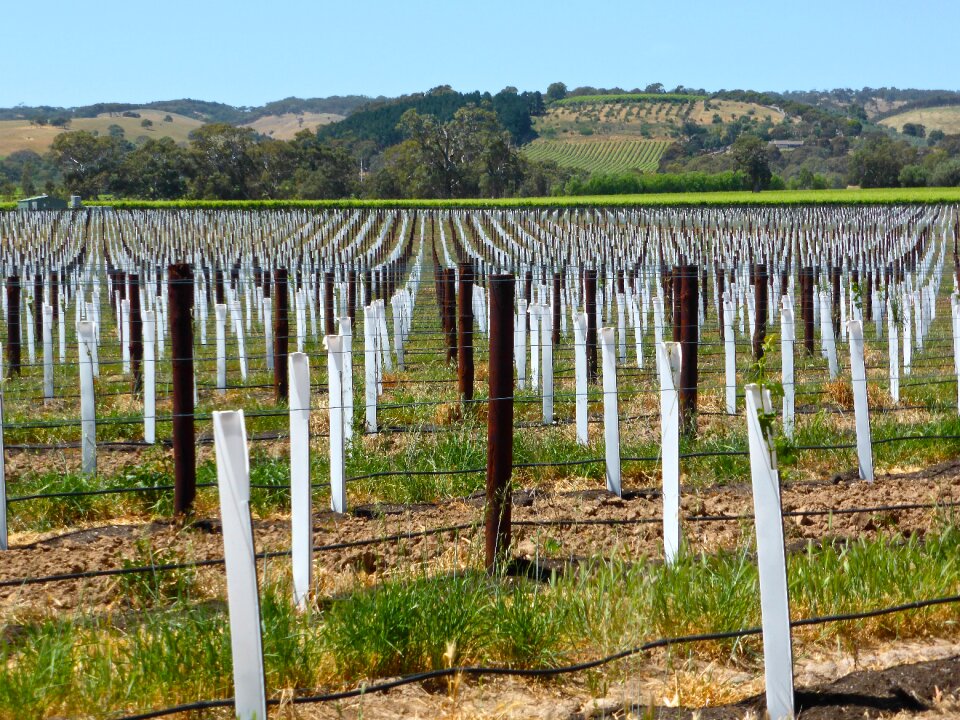Winery agriculture plant