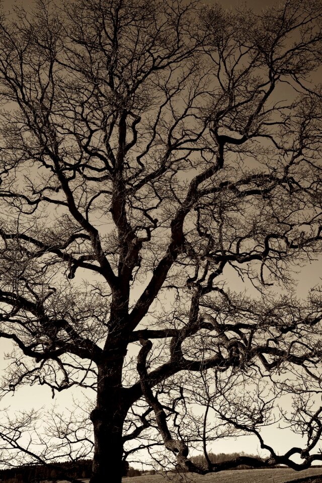 Black branches woods