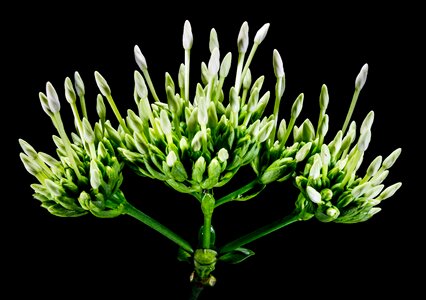 Flower green white close up