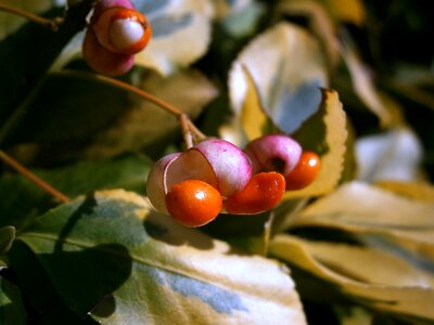 Infructescence plant bush photo