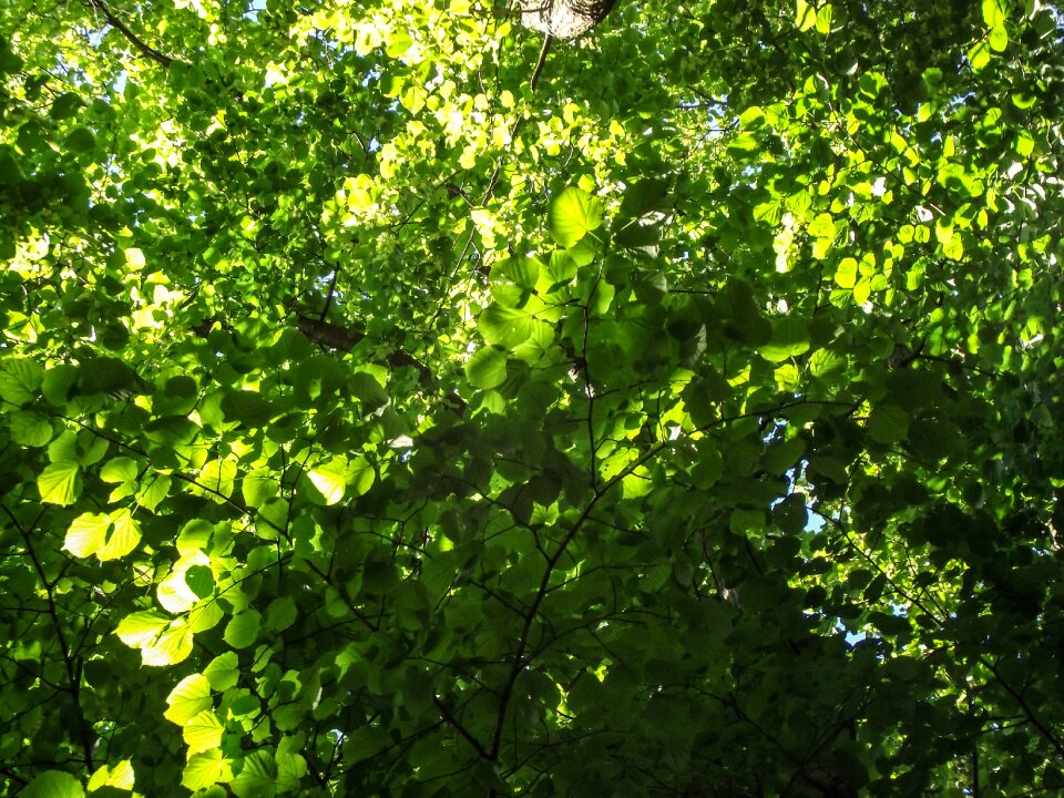 Branch aesthetic leaf