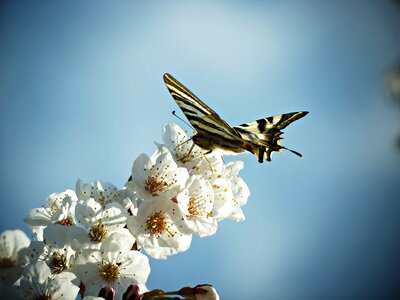 Nectar nature flowers
