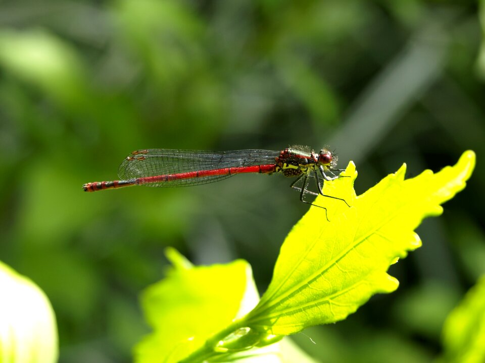 Flight insect wing nature photo