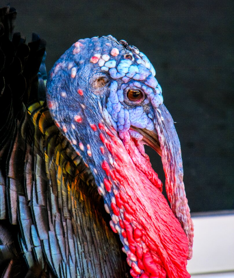 Species portrait colorful